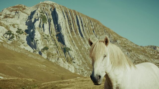 Pale horse stands still on golden grass before a striated limestone mountain in Montenegro, head lowered, forelock moves in light breeze, clear daylight, widescreen
