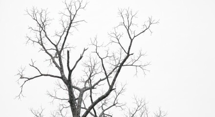 Fototapeta premium Stark image of a bare tree's intricate, skeletal branches against a bright white sky