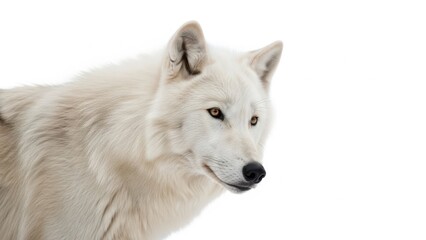 Obraz premium This detailed high-key studio portrait captures the intense gaze of a powerful white arctic wolf isolated against a pure, stark background.
