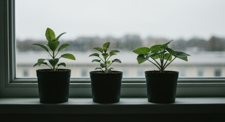 Fototapeta premium Three potted green plants sit on a windowsill against a blurred city background