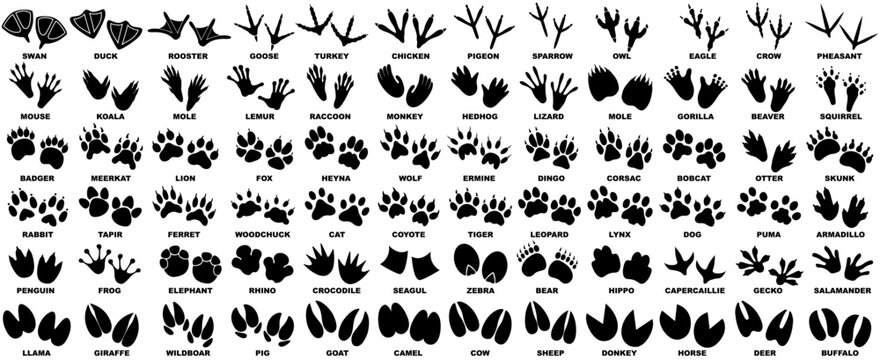 set vector paw print silhouette icon collections. bird, wildlife foot icon symbol. Animals footprints sign design illustration