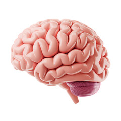A detailed study of the brain: a vibrant illustration of the organ of thought and knowledge  . Isolated on transparent background, png