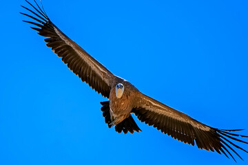 Obraz premium Buitre leonado en vuelo, en el parque natural de Cazorla, Segura y Las Villas.