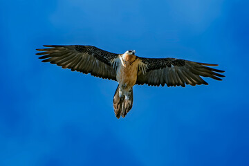 Obraz premium Quebrantahuesos en vuelo, en el parque natural de Cazorla, Segura y Las Villas.