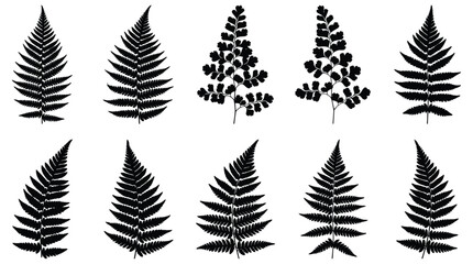 Black fern leaf silhouettes on white background vector © NoobCreaTion
