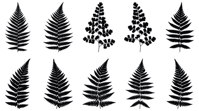 Black fern leaf silhouettes on white background vector