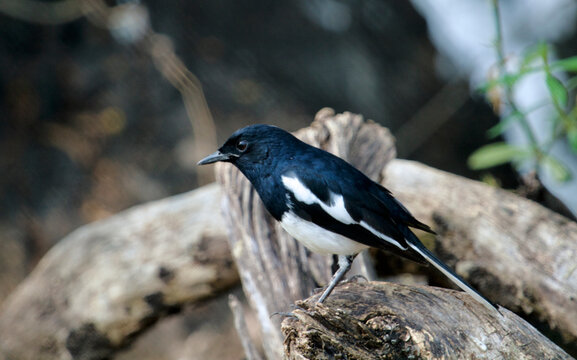 Magpie Robin in Keoladeo National Park/Bharatpur Bird Sanctuary in Rajasthan, India, a UNESCO World Heritage Site famed for 370+ bird species in wetlands. Hosts migratory flocks like Siberian Crane