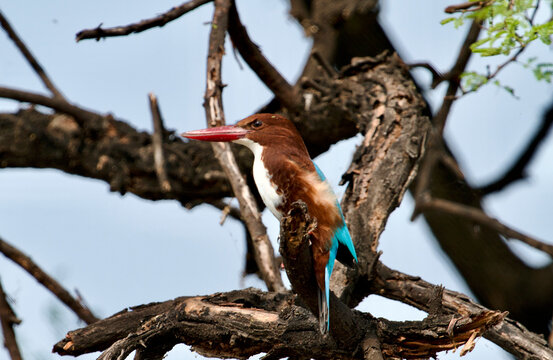 Kingfisher in Keoladeo National Park/Bharatpur Bird Sanctuary in Rajasthan, India, is a UNESCO World Heritage Site famed for 370+ bird species in its 29 sq km wetlands.  Hosts winter migratory birds