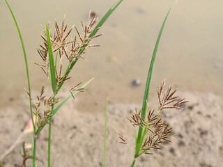 Close-up of flowering nut grass sedge (Cyperus rotundus) in the rice field. Often found in tropical and subtropical regions © Eka