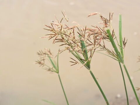 Close-up of flowering nut grass sedge (Cyperus rotundus) in the rice field. Often found in tropical and subtropical regions