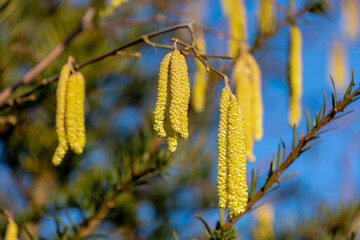 Selective focus of Corylus avellana flower on the tree with sunlight in the afternoon, The common hazel is a species of flowering plant in the birch family Betulaceae, Nature floral pattern background © Sarawut