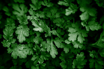 Close-up of young green chrysanthemum leaves. Natural botanical texture with green tones. Organic plant background. Selective focus.