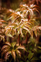 Close-up of young peony stems with fresh leaves. Natural background. Spring garden foliage with jungle-like atmosphere. Selective focus.