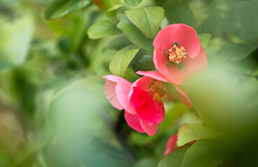 Red spring flowers in soft natural light. Springtime nature composition. Copy space. Selective focus.
