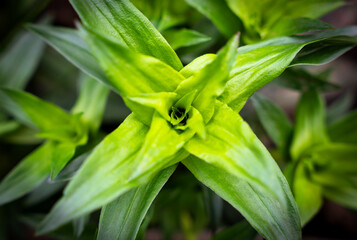 Fresh green plant leaves. Close-up botanical background. Top view. Selective focus.