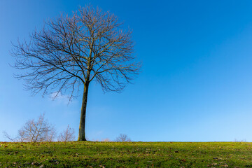 Obraz premium Winter countryside landscape, Standing bare tree and branches on slope green grass meadow with sunlight, Leafless tree with twigs in the park under blue clear sky, Natural texture pattern background.