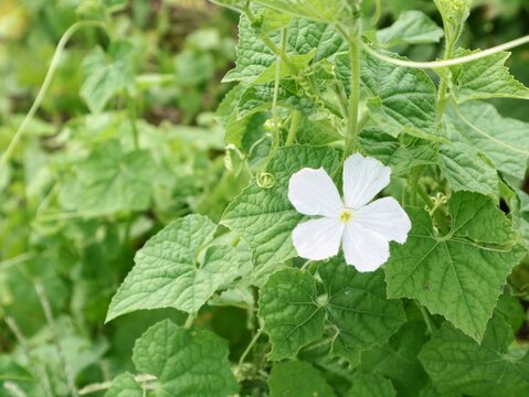 A close-up shot of a blooming white flower of the Ivy Gourd (Coccinia grandis) vine, surrounded by lush green lobed leaves and climbing tendrils in a natural outdoor garden