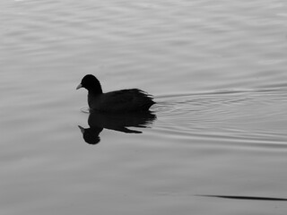 静かな水面を進む水鳥