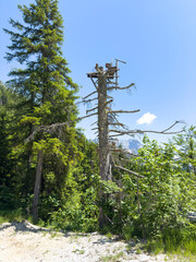 Fototapeta premium A hunter seat on top of a dead tree at the Austria Dachstein mountain region