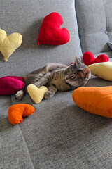 Playful gray cat resting on sofa with heart shaped cushion among colorful Valentine decorations. Vertical portrait photo captures feline celebrating love holiday indoors.