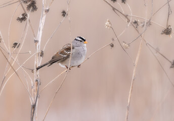 Obraz premium White-crowned sparrow on stem in open field