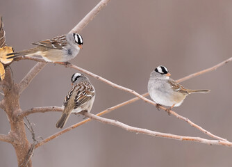 Obraz premium White-crowned sparrows on stem in open field