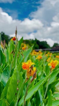 Yellow flower field of Canna lily