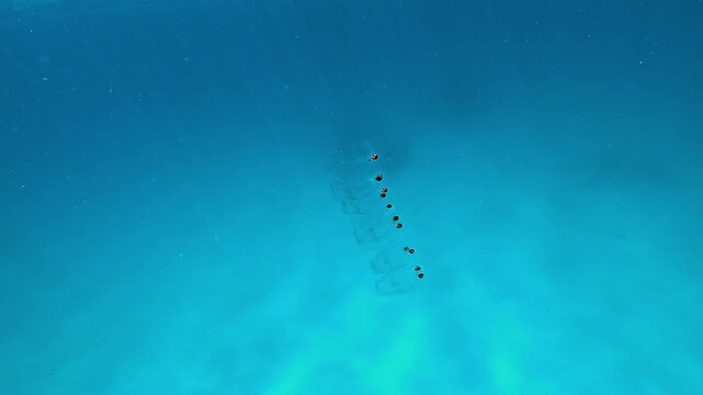 A chain of transparent salps drifts slowly with ocean currents in turquoise blue water. Small dark internal nuclei are visible inside each gelatinous body.