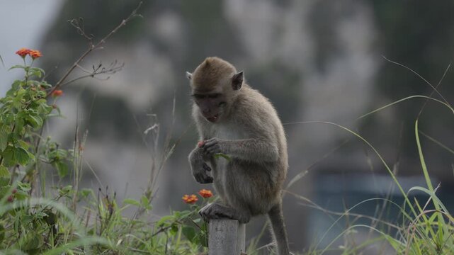 Small monkey eating flowers at Diamond beach