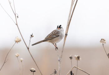 Obraz premium White-crowned sparrow on stem in open field
