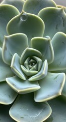 Obraz premium Close-up detailed view of green succulent plant with rosette formation and smooth leaf texture