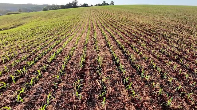 campo com planta&ccedil;&atilde;o de milho
