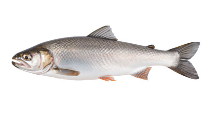 Obraz premium Fresh Salmon Fish Isolated on Transparent PNG Background