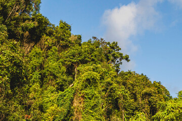 Obraz premium Daintree river, Daintree, Queensland, Australia