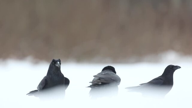 Bird Common Ravens Corvus corax, dark style big black scary bird walking on a snowy meadow, winter time meadow in eastern Poland Europe