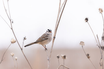 Obraz premium White-crowned sparrow on stem in open field