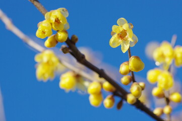 蝋梅と青空