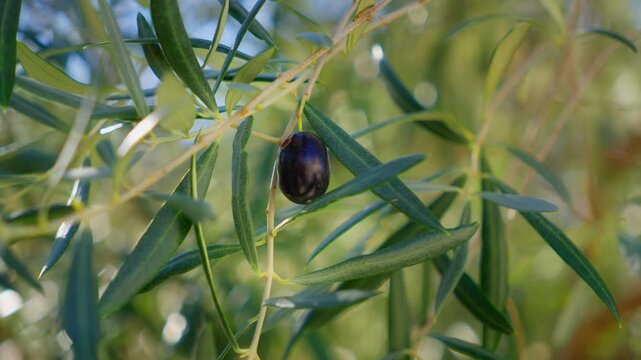 A single ripe black olive sways on an Olea europaea branch in Montenegro. Warm backlight, shallow depth, and refocus isolate the fruit against sunlit foliage.
