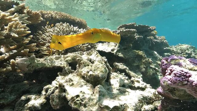 Close-up of a yellow pipefish focusing on the elongated snout, small mouth, and fine barbels. Detailed view of facial anatomy and sensory features in clear underwater conditions.