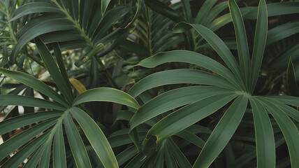 Fototapeta premium Dense arrangement of dark green tropical palm leaves