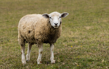 Fototapeta premium Lonely lamb in pasture field in Chile 