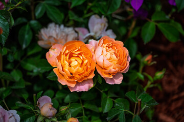 Roses in Bloom in Spring