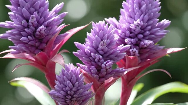 Four purple flowers with pink stems stand out against a blurred green background