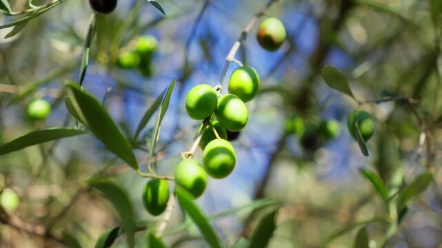A slender olive branch sways in Montenegro, with green and ripe olives, silvery leaves, warm light, shallow depth of field, and soft bokeh against clear sky.