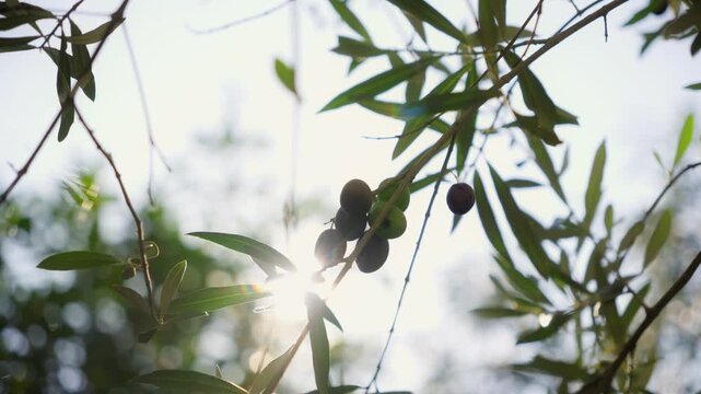 Sunlit olive branch with ripening olives and lanceolate leaves in Montenegro groves. Late afternoon backlight, soft bokeh, lens flare, gentle swaying.