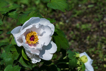 Peonies in full bloom in spring