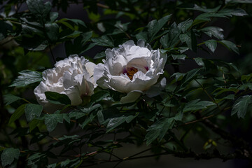Peonies in full bloom in spring