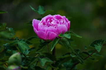 Peonies in full bloom in spring