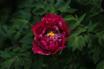 Peonies in full bloom in spring