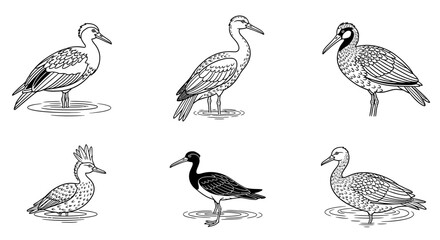 Fototapeta premium Six distinct black and white line art illustrations of various water birds and wading birds standing in shallow water.